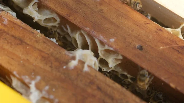 蜂窝框架上的蜂蜡 — 图库照片