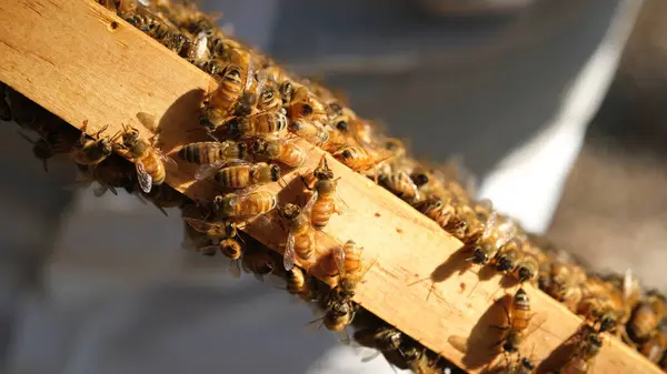 Пчелиная Колония Пчелиной Раме — стоковое фото