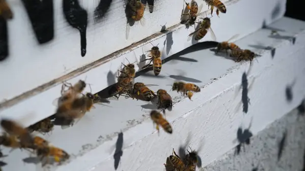 Bijenkolonie Bij Ingang Van Het Bijenkorfhuis — Stockfoto