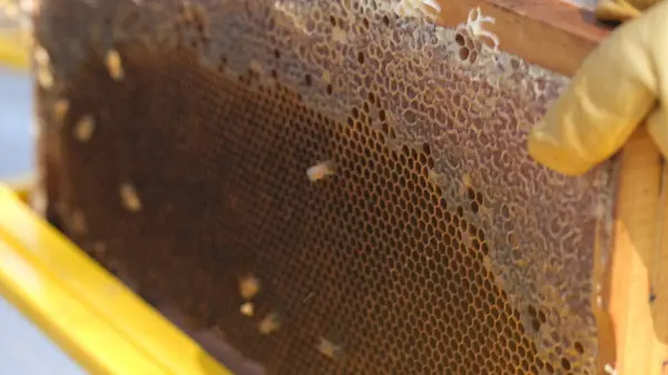 Bee Hives Frame Lot Honey Bee Wax — Stock Photo, Image