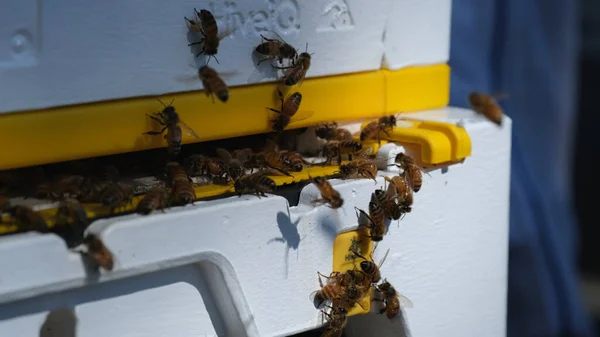 Bijenkolonie Bij Ingang Van Het Bijenkorfhuis — Stockfoto
