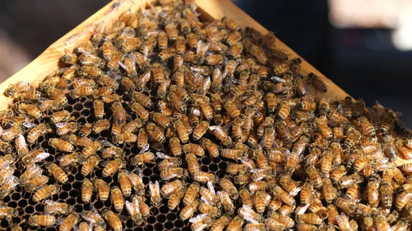 Honinglijst Met Veel Bijen Honing — Stockfoto