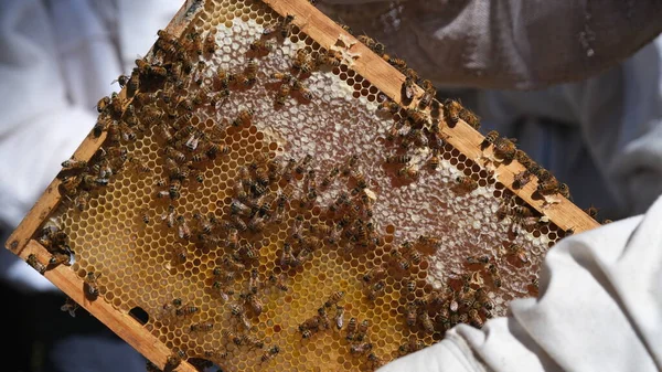 Honey frame with lot of Bees and honey.