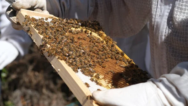 Honey frame with lot of Bees and honey.
