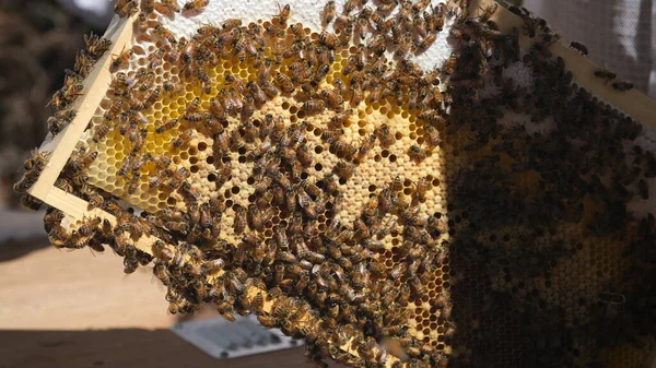 Honinglijst Met Veel Bijen Honing — Stockfoto