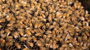 Arı kovanındaki arı kolonisi.