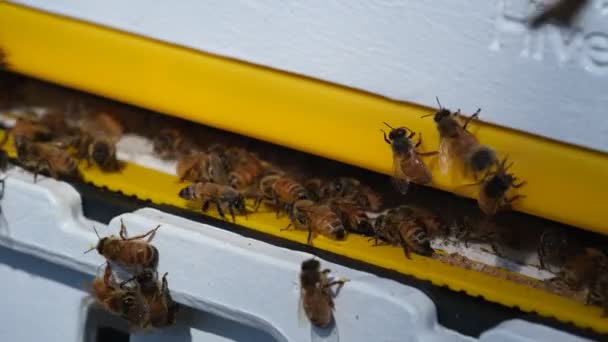 Kolonia Pszczół Przy Wejściu Domu Uli Pszczół — Wideo stockowe