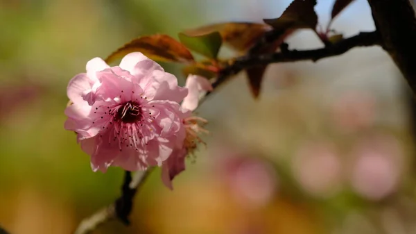 CloseUp single  Cherry Blossom flower in  a garden with bokeh background.