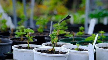 Tohum ekmek için küçük saksı yetiştirme aracı.