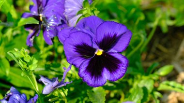 Mor Mavi İbne Çiçeği Bahçede.