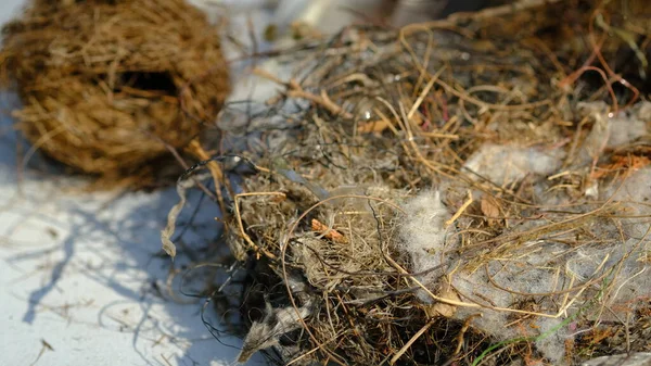 Contaminated bird nests with garbage plastic and the other materials.