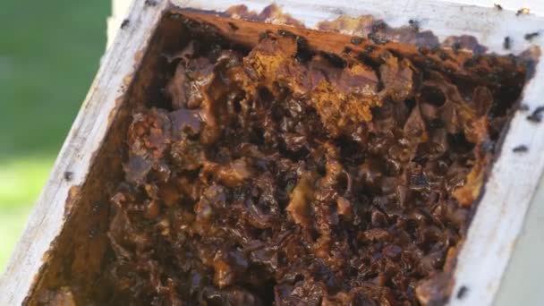 Opened Sugarbag Bee Bee Hives Sugarbag Bee Tetragonula Carbonaria Stingless — Stock Video