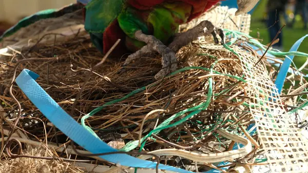 Contaminated bird nests with garbage plastic and the other materials.