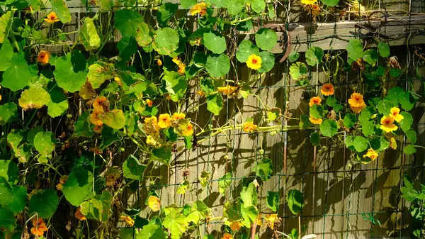 Nasturtium is a genus of a small number of plant species in the family Brassicaceae (cabbage family). The best known species are the edible Nasturtium officinale and Nasturtium microphyllum.
