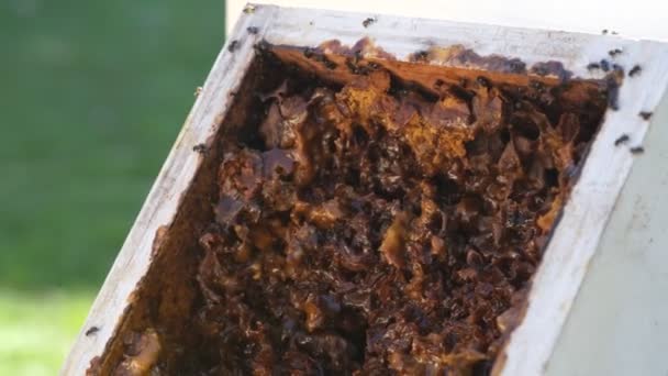 Membuka Sarang Lebah Kantong Gula Sugarbag Bee Atau Tetragonula Carbonaria — Stok Video