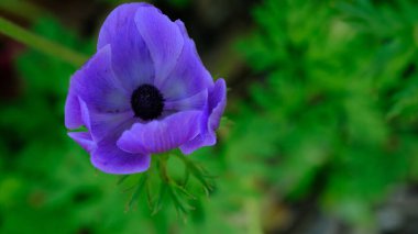 Mor Anemone çiçeğini kapat. Anemone koronaryası