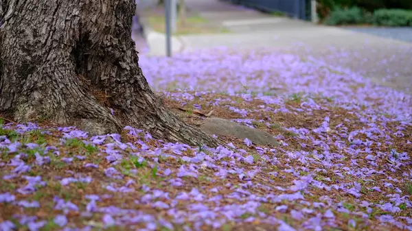 Jacaranda flowers that fell to the ground on the side of the road.