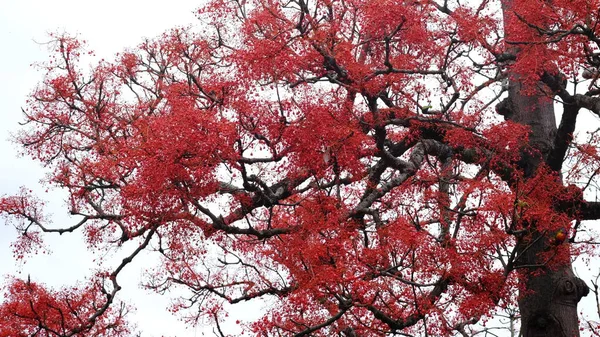 Brachychiton Acerifolius는 나무이며 모양의 꽃으로 유명합니다 그것은 일반적으로 Illawarra Lacebark 스톡 사진