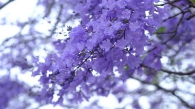 Jacaranda çiçek mevsimi Austalia 'da Ekim' den Kasım 'a kadar çiçek açar..