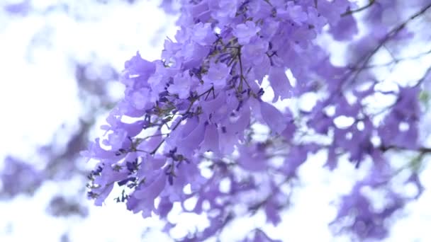 オースタリアで10月から11月に咲くジャカランダの花の季節を閉じる — ストック動画