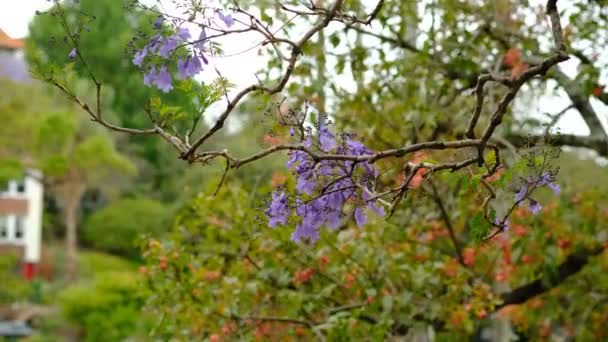 Εποχή Των Λουλουδιών Jacaranda Ανθίζει Από Τον Οκτώβριο Έως Τον — Αρχείο Βίντεο