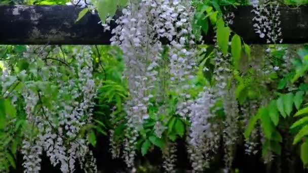 オースタリアで10月から11月まで咲くジャカランダの花の季節 — ストック動画