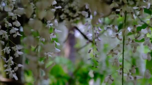 Сезон Цвітіння Квітів Жакаранди Жовтня Листопад Остії — стокове відео