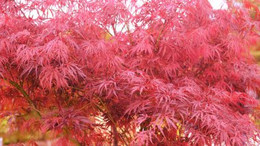 Japon Kırmızı Mapple veya Ağlayan Kırmızı Japon Dantelli Akçaağaç Akçaağaç, veya botanik adı Acer Palmatum.