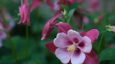 Columbine çiçeği, Aquilegia ya da büyükannenin şapkası..