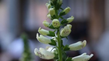 Bahçedeki beyaz yüksükotu çiçeği Digitalis purpurea olarak da bilinir..