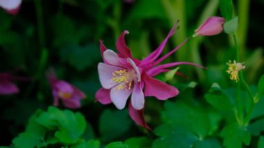 Columbine çiçeği, Aquilegia ya da büyükannenin şapkası..