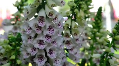 Bahçedeki beyaz yüksükotu çiçeği Digitalis purpurea olarak da bilinir..