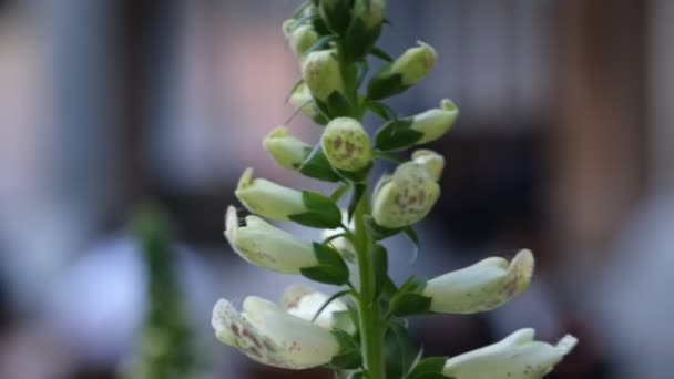 Λευκό Λουλούδι Μπουμπούκι Foxglove Έναν Κήπο Επίσης Γνωστή Digitalis Purpurea — Αρχείο Βίντεο