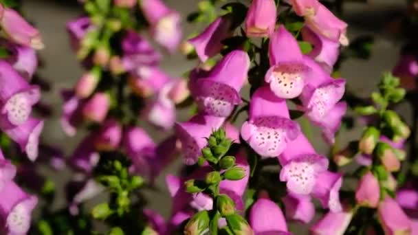 Ροζ Λουλούδι Foxglove Έναν Κήπο — Αρχείο Βίντεο