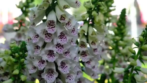 Λευκό Λουλούδι Foxglove Έναν Κήπο Γνωστό Και Digitalis Purpurea — Αρχείο Βίντεο