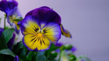 Bahçedeki Mor Mavi İbne Çiçeği.