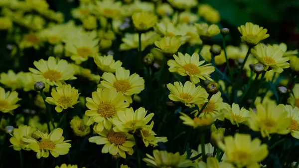 Crown Daisy, Garland Kasımpatı olarak da bilinir. Botanik adı Glebionis Coronaria.