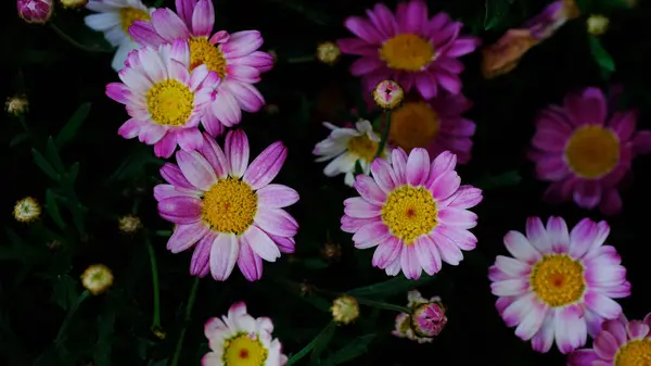 Pink Crown Daisy also known as Garland Chrysanthemum. Botanical name Glebionis Coronaria.