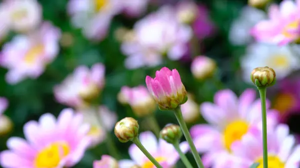 Pink Crown Daisy also known as Garland Chrysanthemum. Botanical name Glebionis Coronaria.