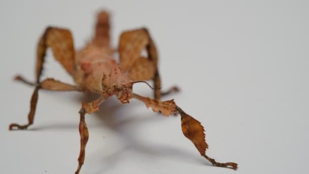 Extatosoma Tiaratum Genellikle Dikenli Yaprak Böceği Dev Dikenli Sopa Böceği — Stok video