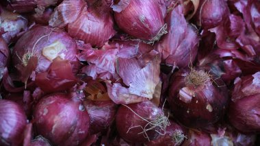 Bermuda soğanları ilk olarak 1616 yılında Bermuda 'ya getirildi ve daha sonra orada önemli bir ürün haline geldi.. 