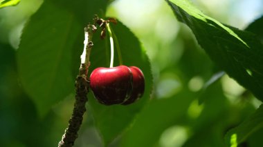 Çiftlikteki ağaçta taze kirazlar.