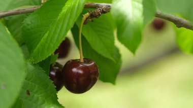 Çiftlikteki ağaçta taze kirazlar.