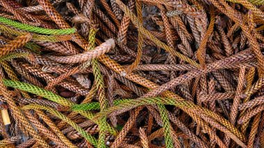 Norfolk Adası çamı veya Araucaria heterofili.