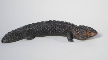 Kertenkele ya da kısaca Tiliqua rugosa, Avustralya 'ya özgü kısa kuyruklu, yavaş hareket eden mavi dilli bir kertenkele türüdür..