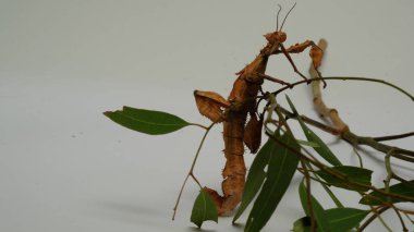 Dikenli Yaprak Böceği (