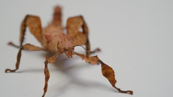Spiny Leaf Insect Extatosoma Tiaratum Είναι Γιγάντιο Αγκαθωτό Έντομο Φάντασμα — Αρχείο Βίντεο