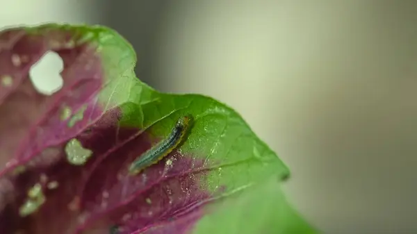 stock image Caterpillar on fresh spinach leaf.