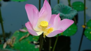 Gölette nilüfer çiçekleri rüzgarda hafifçe sallanıyor..