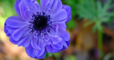 Mavi Anemone çiçekleri rüzgarda sallanıyor.